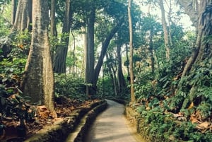 Bali: Private Ubud Tour with Monkey Forest and Rice Terrace