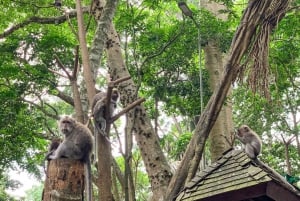 Bali: Ubud Rice Terraces, Monkey Forest & Waterfall Tour