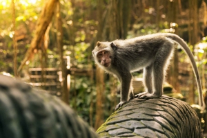 Bali: Ubud (Temple, Spring, Rice Terraces, & Waterfall)