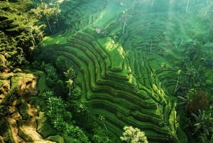 Bali: Ubud (Temple, Spring, Rice Terraces, & Waterfall)