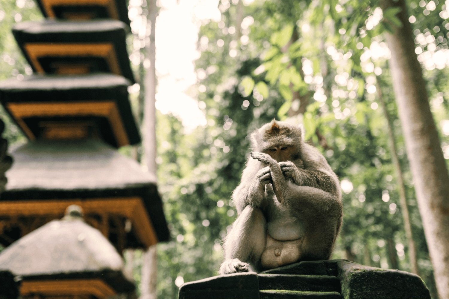 Bali: Ubud-tur med helig apskog och risterrasser