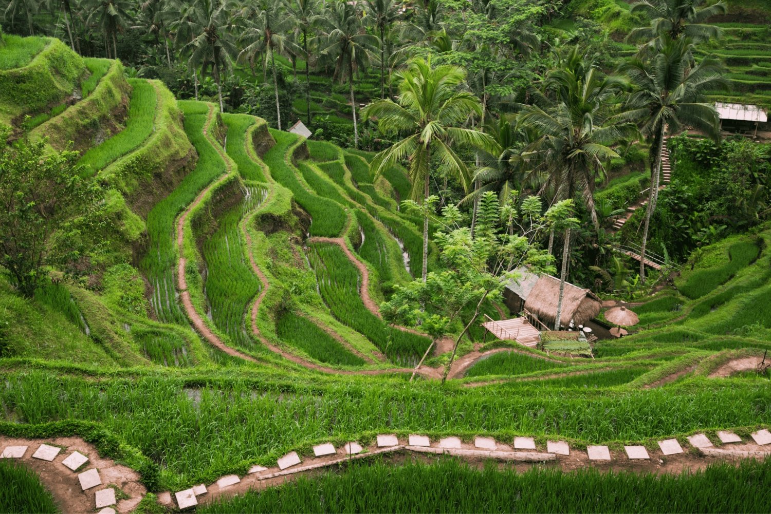 Bali: Ubud-tur med helig apskog och risterrasser