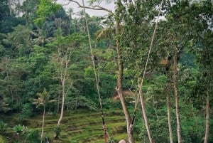 Bali: tour por Ubud con Tirta Empul, arrozal y cascada