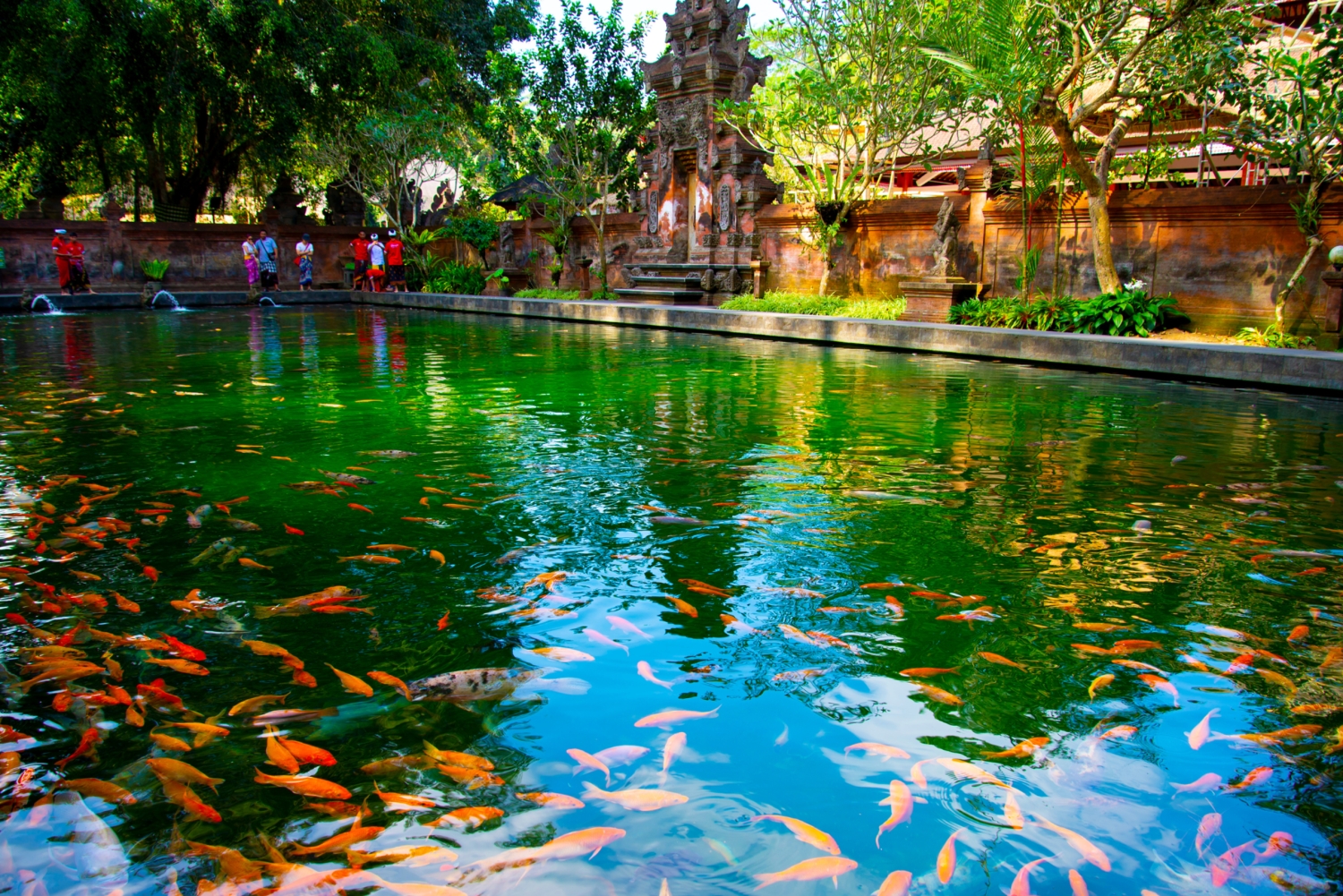 Bali: Traditionel balinesisk renselse i Ubud