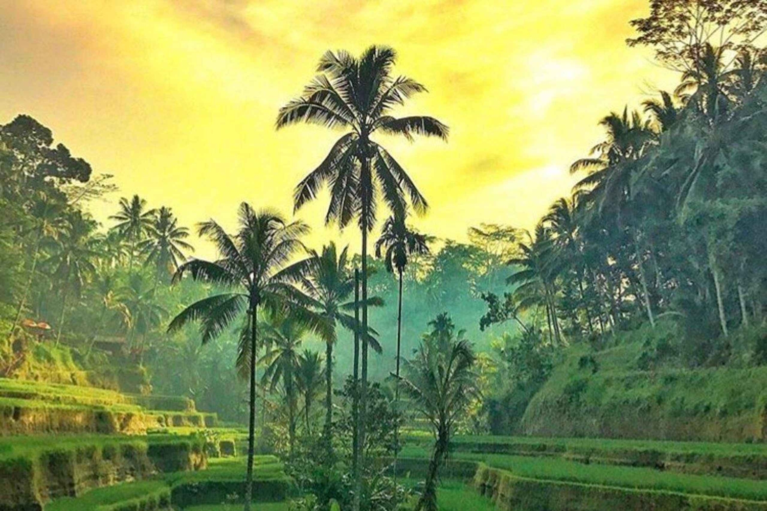 Bali: Tur til Ubuds vandfald, tempel og risterrasser