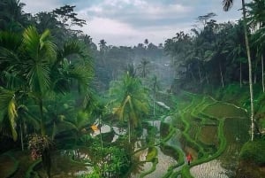 Bali: Tur til Ubuds vandfald, tempel og risterrasser