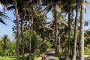 Bali: Tur til Ubuds vandfald, tempel og risterrasser