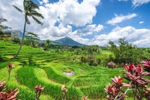 Bali: Ulu Petanu-vattenfallet, risterrass och Calo Village