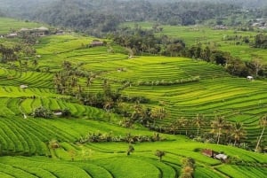 Bali : Visite du temple Ulun Danu Beratan et des rizières en terrasses de l'UNESCO