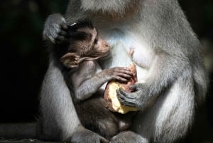 Bali Uluwatu Tour: Beaches, Cliffs, Temple, Fire Dance & BBQ