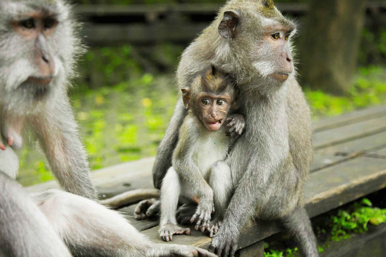 Bali: Paseo Submarino, Templo de Uluwatu y Danza Kecak