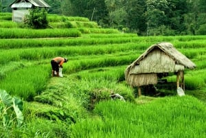 Solnedgang i en landsby på Bali – Jamu, lokale søde sager og middag