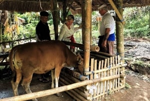 Solnedgang i en landsby på Bali – Jamu, lokale søde sager og middag
