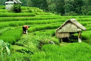 Bali : coucher de soleil, jamu, douceurs locales et dîner