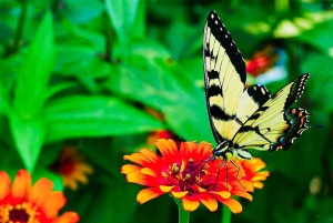 Bali: Vintage Cars, Timeless Craft, Elegance & Creative Soul