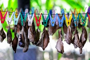 Bali: Vintage Cars, Timeless Craft, Elegance & Creative Soul