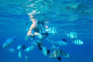 Bali: Watching Dolphin, Snorkeling & Hot Spring Tour