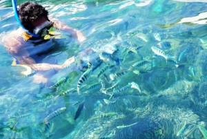 Bali: Delfinobservation, snorkling og varme kilder