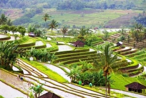 Bali: Water Temple, Waterfalls and Unesco Rice Terrace Tour