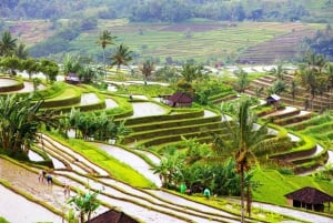 Bali: rondleiding watertempel, watervallen en UNESCO-rijstterrassen