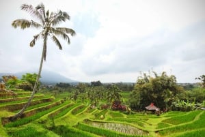 Bali: rondleiding watertempel, watervallen en UNESCO-rijstterrassen