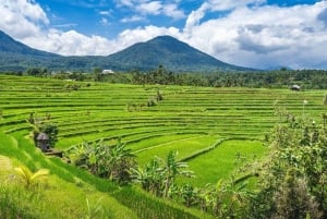 Bali: Waterfalls, Beratan Temple & Rice Terrace Jatiluwih