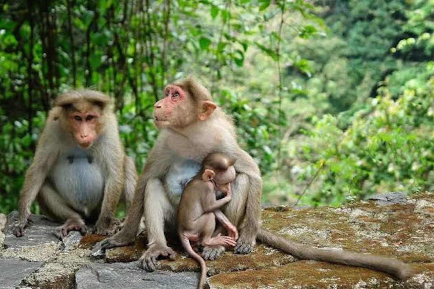 Bali: Waterfalls, Monkey Forest, and Butterfly Park Tour