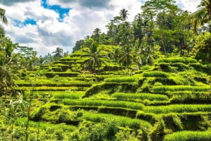 Bali: Vandfald, Tirta Empul-templet, risterrasse og Ubud-tur