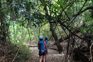 Bali: begeleide wandeltocht door het regenwoud in West-Bali