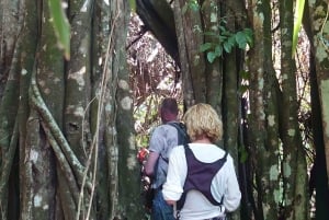 Bali: begeleide wandeltocht door het regenwoud in West-Bali