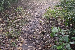 Bali: begeleide wandeltocht door het regenwoud in West-Bali