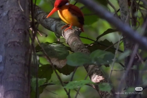 Bali: begeleide wandeltocht door het regenwoud in West-Bali