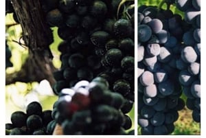 Bali: Wine & Cheese Tasting / Jungle Bar / Skylodge