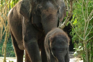 Bali Zoo: Safari Iltapäiväsafari Opastettu kierros