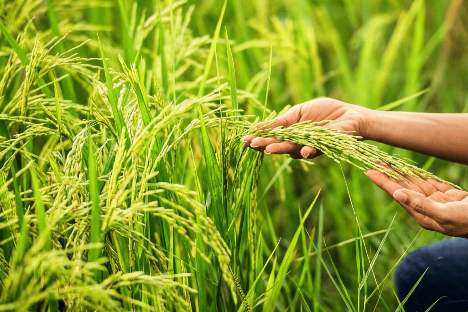 Balinese Holy Water Ritual with Nature Serenity