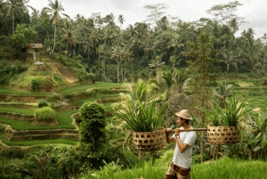 Balinese Holy Water Ritual with Nature Serenity