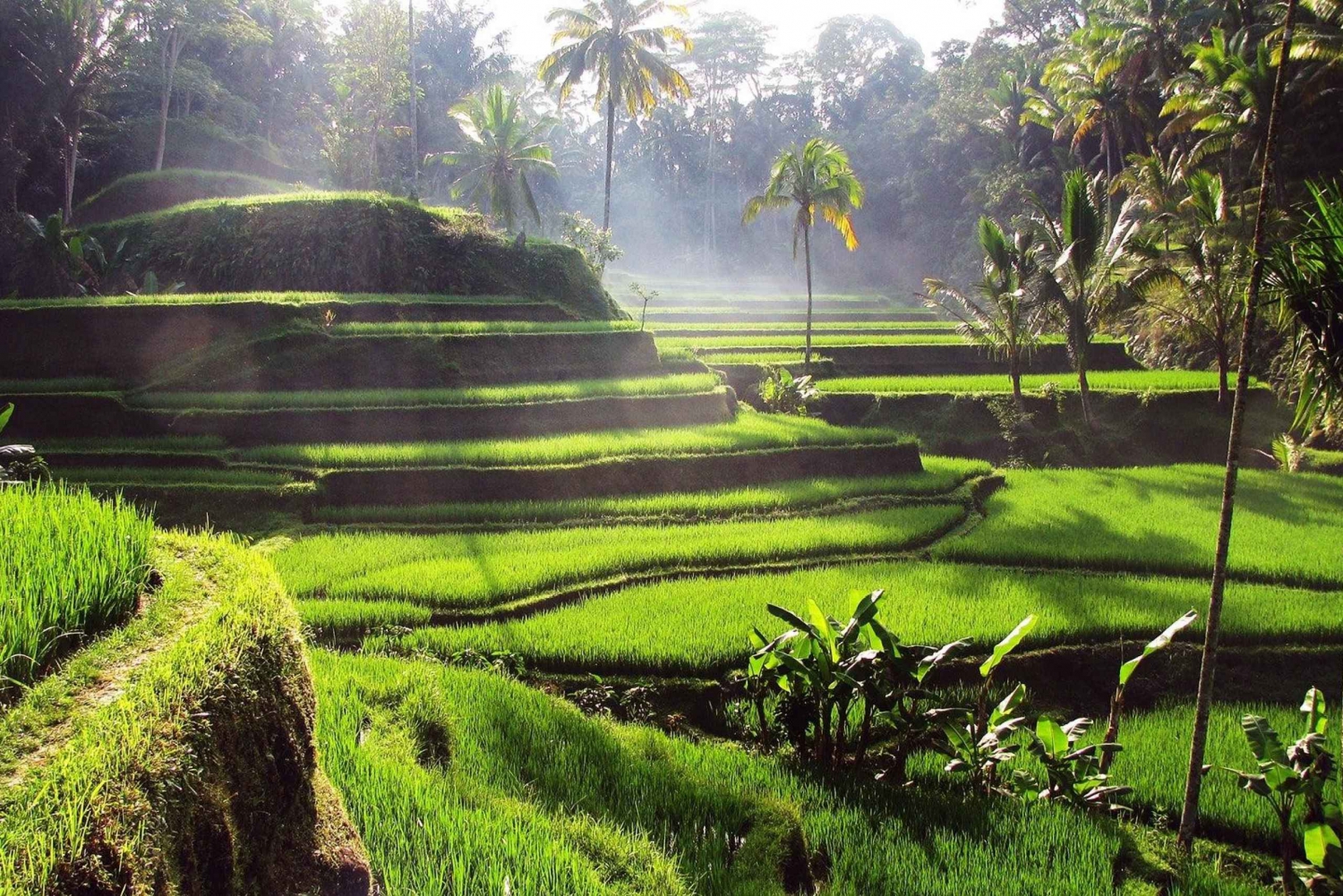 Bali: 3 Waterfalls and Tegalalang Rice Terrace Private Tour
