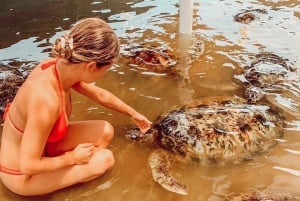 Bali's Turtle Art Nature: Wildlife & Culture