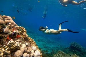 From Nusa Penida: Snorkeling at 4 Spots with Guide