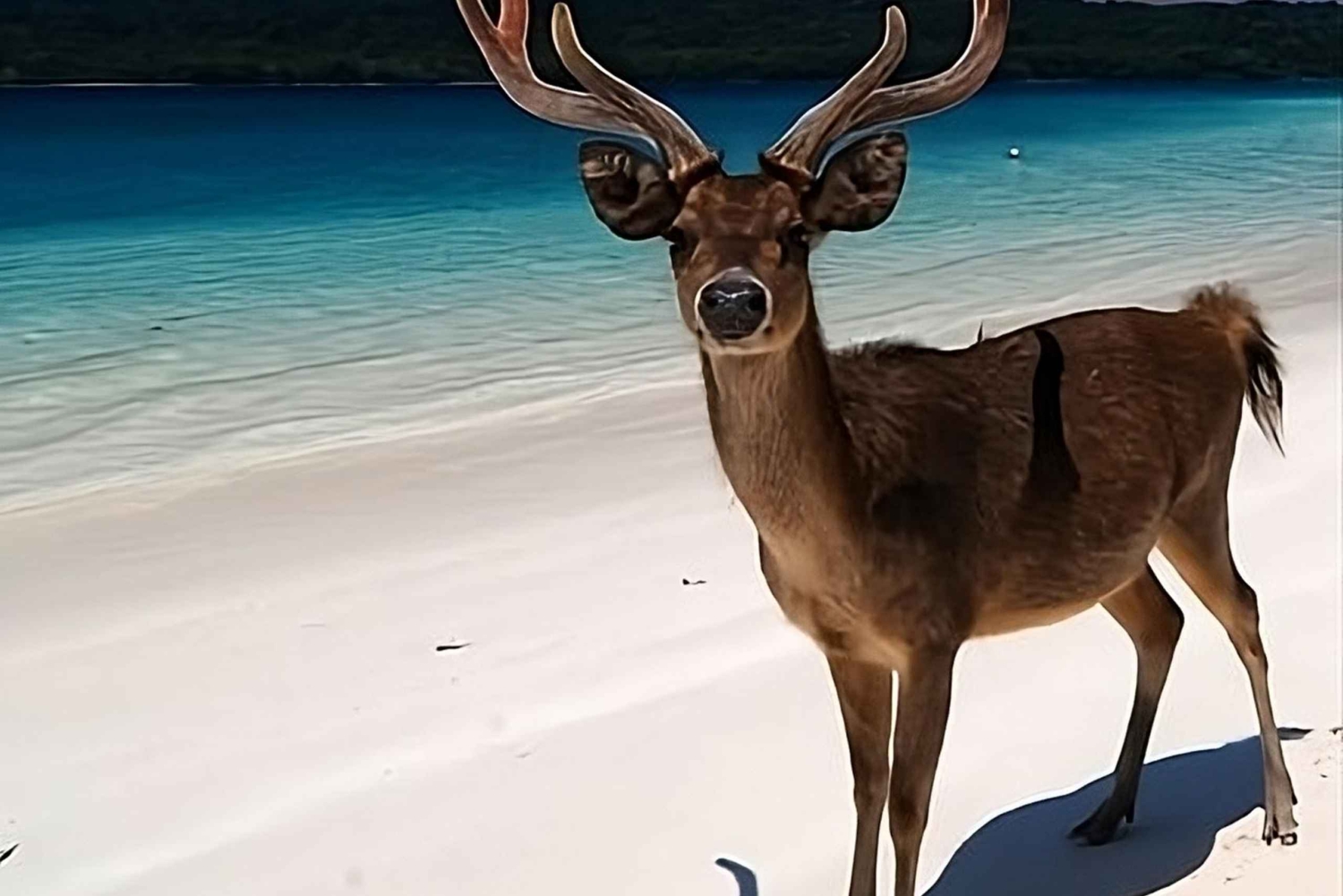 Banyuwangi: snorkeling alle isole Cervo e Tabuhan (12 ore)