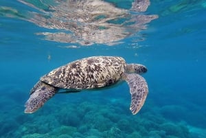 Banyuwangi: snorkeling alle isole Cervo e Tabuhan (12 ore)