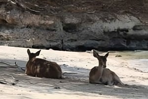 Banyuwangi: snorkeling alle isole Cervo e Tabuhan (12 ore)