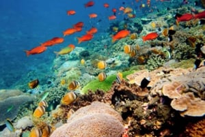 Grundlæggende sjovt dyk på Menjangan Island