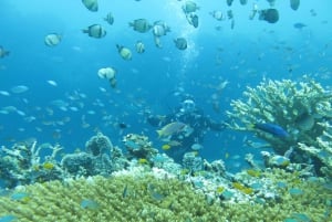 Grundlæggende sjovt dyk på Menjangan Island