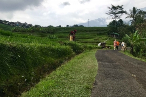 Bedugul Tour: Tanah Lot, Ulun Danu Temple, and Jatiluwih