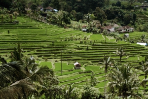 Bedugul Tour: Tanah Lot, Ulun Danu Temple, and Jatiluwih