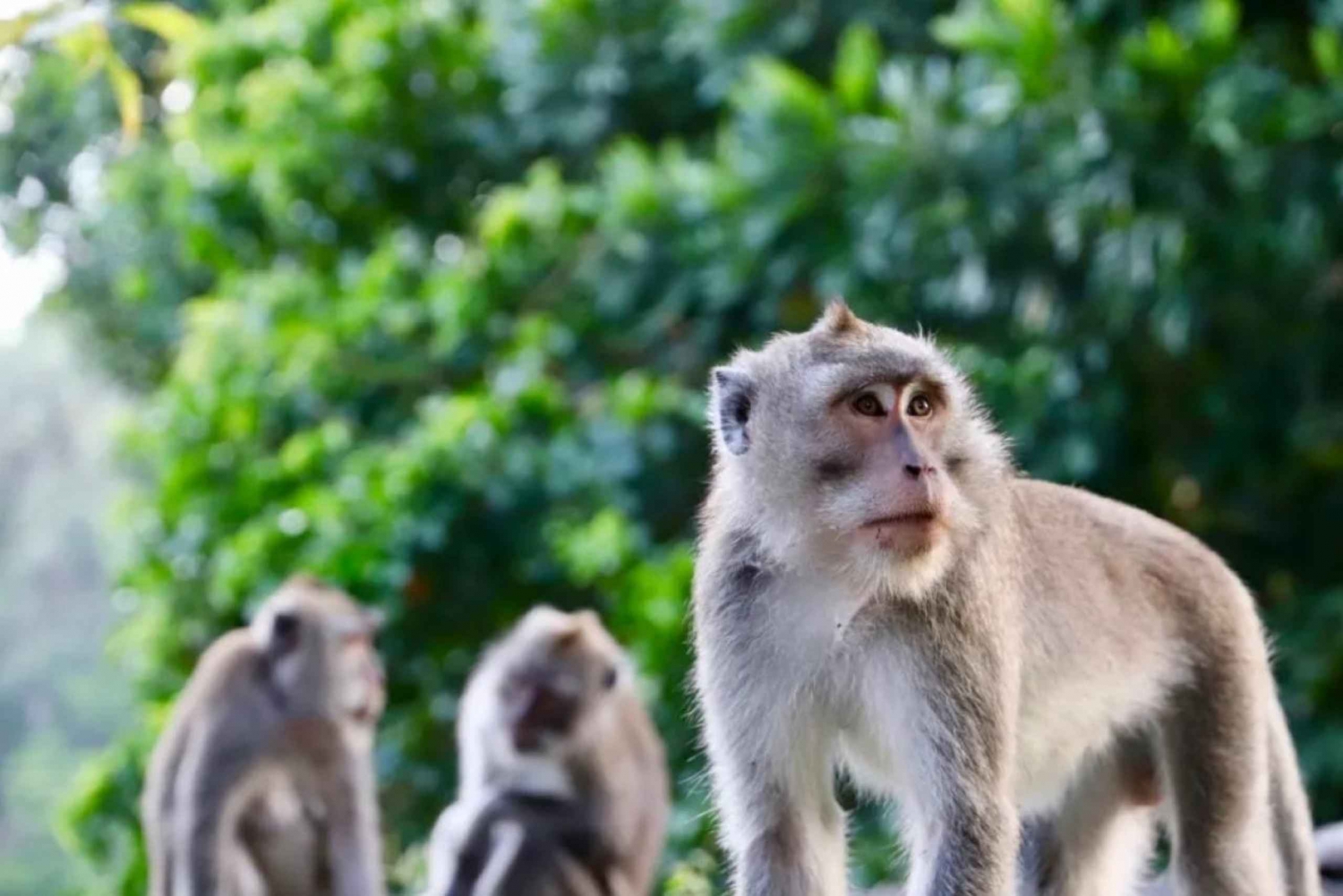 O melhor de Ubud: Floresta dos macacos, templo, terraço de arroz, cachoeira