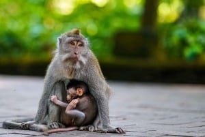 Le meilleur d'Ubud : visite privative avec un guide de la région