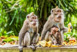 Le meilleur d'Ubud : visite privative avec un guide de la région