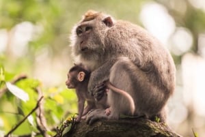 Le meilleur d'Ubud : visite privative avec un guide de la région
